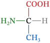 How to Memorize Amino Acid Structures: Every Trick You Need | Tutorium