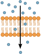 Membrane Transport - MCAT Content Guide | Tutorium